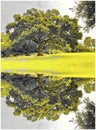 Reflection of an English oak tree Royalty Free Stock Photo
