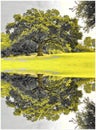 Reflection of an English oak tree Royalty Free Stock Photo