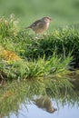 Reflection of a female chaffinch