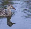 Reflection--Female Duck on a Northern Virginia Pon