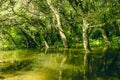 Reflection of flooded tree in the green lake