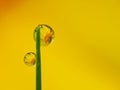 Dews on the grass with colorful flower reflection inside Royalty Free Stock Photo