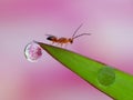 Dews on the grass with colorful flower reflection inside Royalty Free Stock Photo