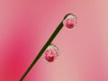 Dews on the grass with colorful flower reflection inside Royalty Free Stock Photo