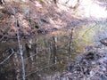 Reflection of forest trees in partially frozen water
