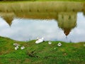 The reflection of the fortress in the water of the defense ditch ... and a family of swans Royalty Free Stock Photo