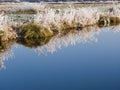 Reflection of frozen grass Royalty Free Stock Photo