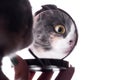 Reflection of funny cat in a mirror in a woman hand, pet distracting from makeup Royalty Free Stock Photo