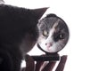 Reflection of funny cat in a mirror in a woman hand, pet distracting from makeup Royalty Free Stock Photo
