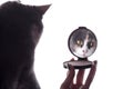 Reflection of funny cat in a mirror in a woman hand, pet distracting from makeup Royalty Free Stock Photo