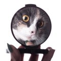 Reflection of funny cat in a mirror in a woman hand, pet distracting from makeup Royalty Free Stock Photo