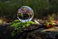 Reflection in the glass ball, forest, macro