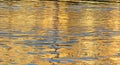 Reflection of a golden sunset and blue clouds in the water Royalty Free Stock Photo