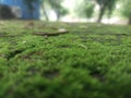 the reflection of the grass amidst the onslaught of increasingly massive air pollution