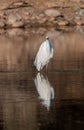 Great Egret Reflection in a River