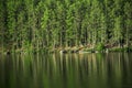Reflection of a green forest Royalty Free Stock Photo
