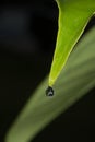 Reflection of green leaf in water drop Royalty Free Stock Photo