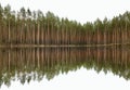 Reflection of a green pine forest. Tall, beautiful pine trees on a white background