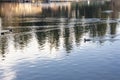 Reflection of green trees on a lake and wading duck