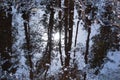 A reflection of green trees in a puddle, water surface, forest and woods, on the ground, mirror reflection - puddle Royalty Free Stock Photo