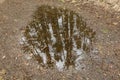 A reflection of green trees in a puddle, water surface, forest and woods, on the ground, mirror reflection - puddle Royalty Free Stock Photo