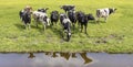Reflection of a group of cows in the water of a creek, cows in the pasture, aerial view