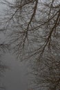 Reflection of the group of trees in the water. Scandinavian fall. Autumn, nature