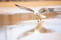 reflection of gull in beach water puddle Royalty Free Stock Photo
