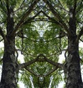 Reflection horizontally. Birch and its branches. Summer. Noon