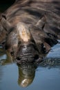 Reflection of an Indian rhino sleeping in the water Royalty Free Stock Photo