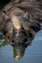Reflection of an Indian rhino sleeping in the water Royalty Free Stock Photo