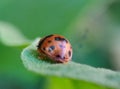 Reflection of Ladybug