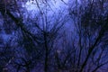 Reflection in the lake tree branches evening Royalty Free Stock Photo