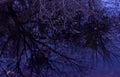 Reflection in the lake tree branches evening Royalty Free Stock Photo
