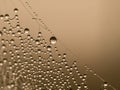 Reflection of a landscape in some dew drops of a spider web Royalty Free Stock Photo