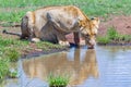 Reflection Lioness Drinking