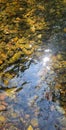 Reflection and little stones