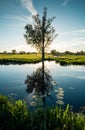 reflection of lone tree in a water (small pond river) Royalty Free Stock Photo