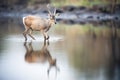 reflection of lone waterbuck in still river