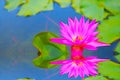 Reflection of magenta lotus flower blooming on water Royalty Free Stock Photo