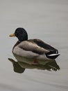 The Reflection of a Male Mallard Duck