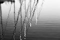 Reflection of many yacht masts in calm sea water. Beautiful sea background black and white photo. Royalty Free Stock Photo