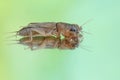 Reflection of a mole cricket on a mirror. Royalty Free Stock Photo
