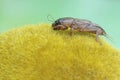 Reflection of a mole cricket on a mirror. Royalty Free Stock Photo