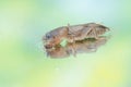 Reflection of a mole cricket on a mirror. Royalty Free Stock Photo