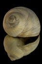 Reflection of a Moon Snail Shell Royalty Free Stock Photo