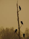 Reflection of nature. Tree with cormorants in an end of day in winter