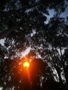 Reflection night light street forest