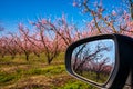 Orchard of peach trees in bloomed in spring in the plain of Veria in northern Greece