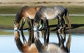 pair of broncos drinking at the canal shore